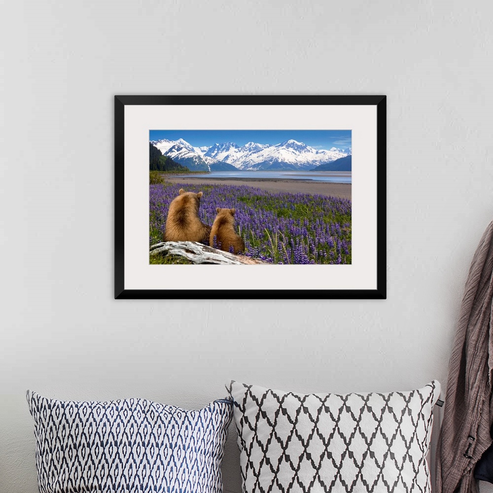 A bohemian room featuring Composite, Grizzly Sow & cub sit in lupine along Seward Highway, Turnagain Arm, Southcentral Alas...