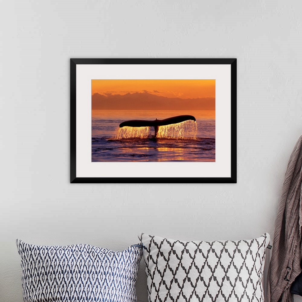 A bohemian room featuring The flipper of a diving whale protruding from the sea as the sun reflects off the water.