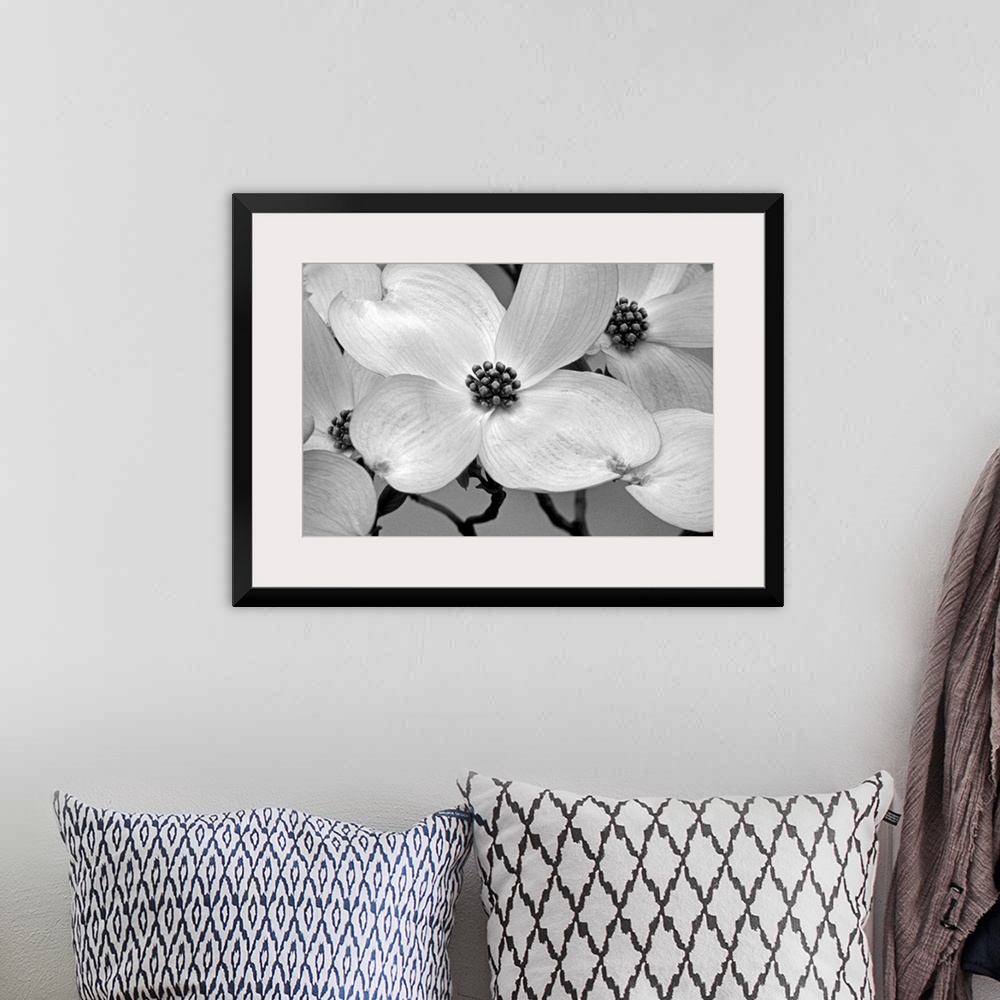 A bohemian room featuring Close up, horizontal photograph of dogwood blossoms.