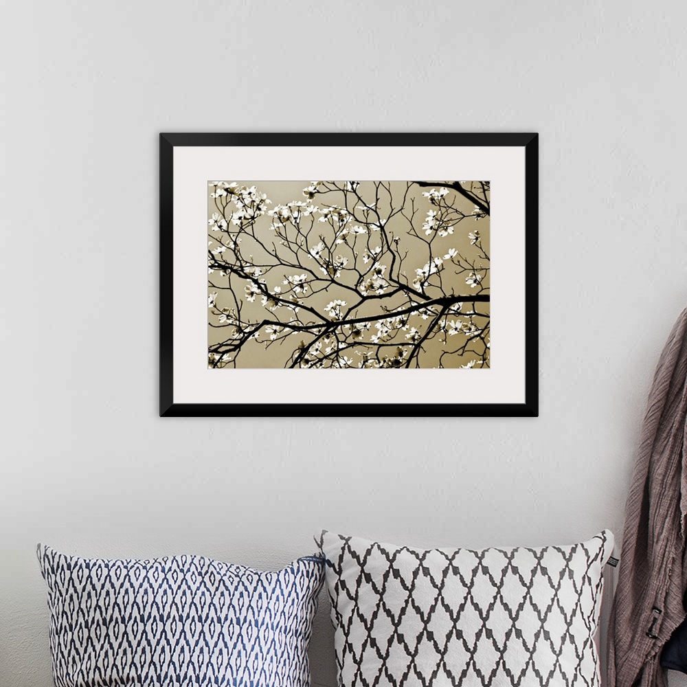 A bohemian room featuring A close up of branches silhouetted against the sky with offshoots of new spring blossoms.