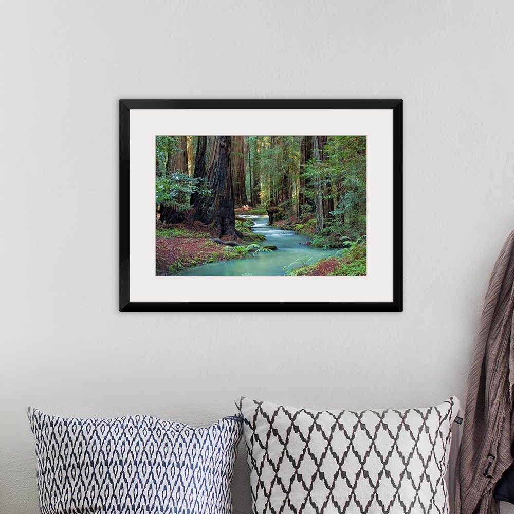A bohemian room featuring A small stream cuts through a thick forest and is lined by immense redwood trees.