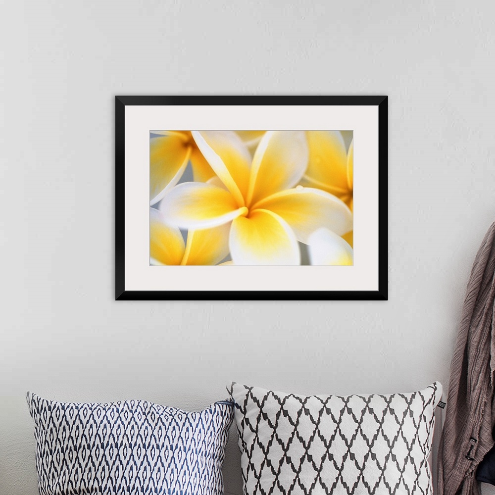 A bohemian room featuring Big photograph focuses on a close-up of a brightly colored group of flowers.