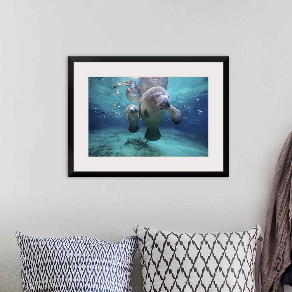 A bohemian room featuring A mother and baby manatee are photographed just under the surface of water.