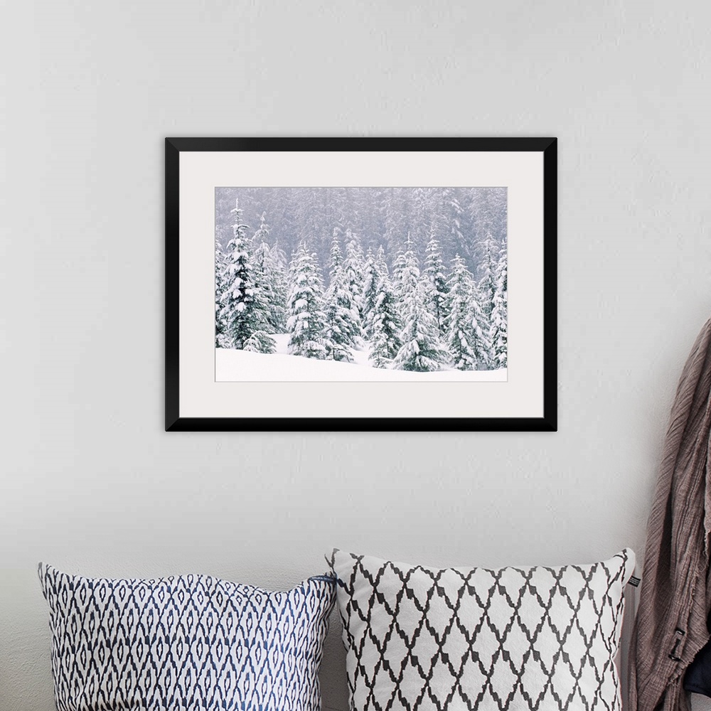 A bohemian room featuring Large, horizontal photograph of many pine trees within a snow covered landscape, their branches b...
