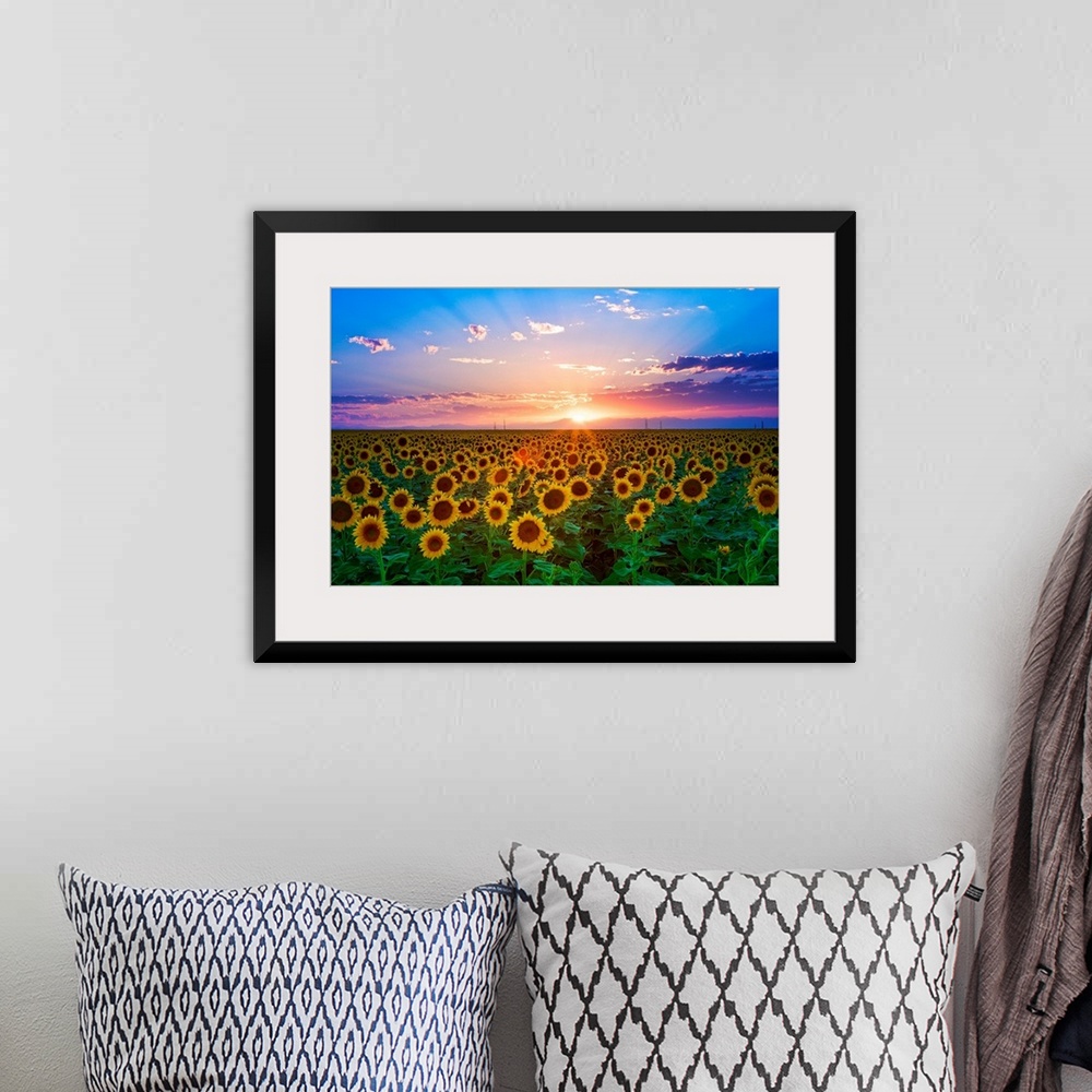 A bohemian room featuring The sun goes down over a field of flowers in this landscape photograph wall art for the home or o...