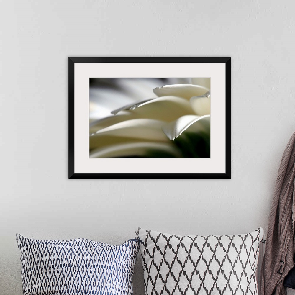 A bohemian room featuring Horizontal home decor of an extreme close up photograph of flower petals on a daisy.