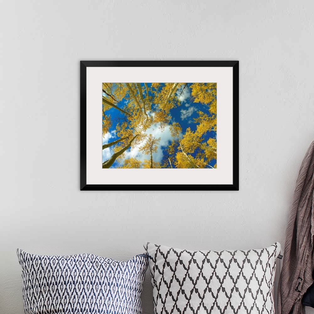 A bohemian room featuring Big photograph looking up at a forest of Aspen trees with the sunny Colorado sky in the background.
