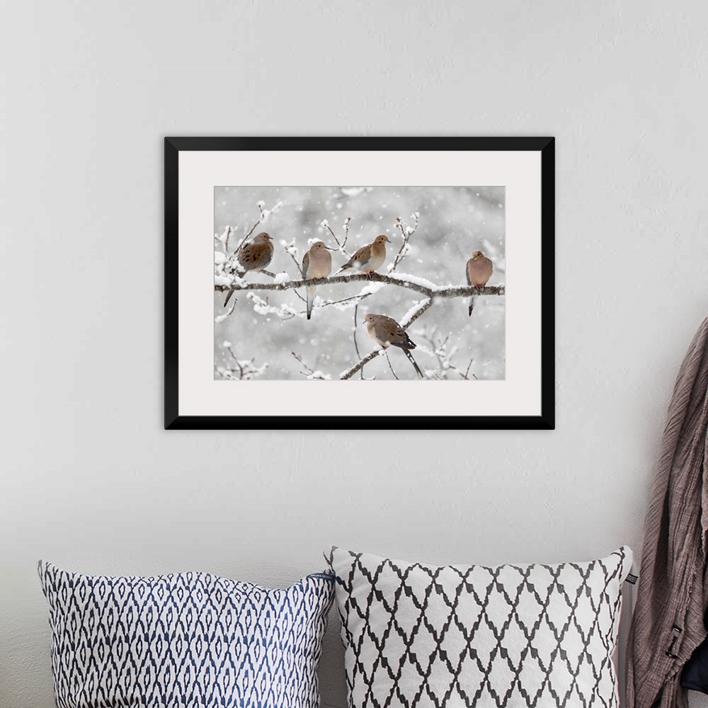 A bohemian room featuring Horizontal, large photograph of five mourning doves on a snow covered branch in Nova Scotia, Canada.