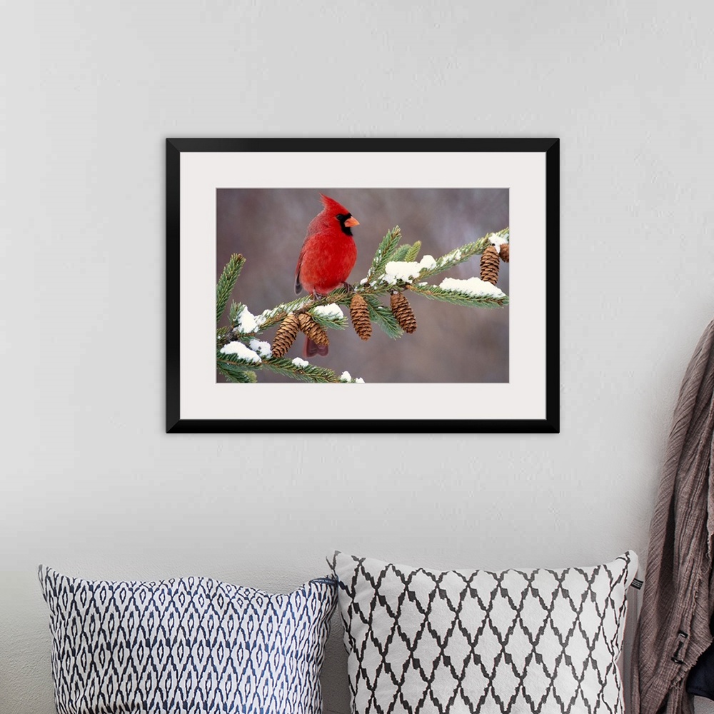 A bohemian room featuring A North American song bird rests on a pine branch covered with snow in his horizontal wall art.