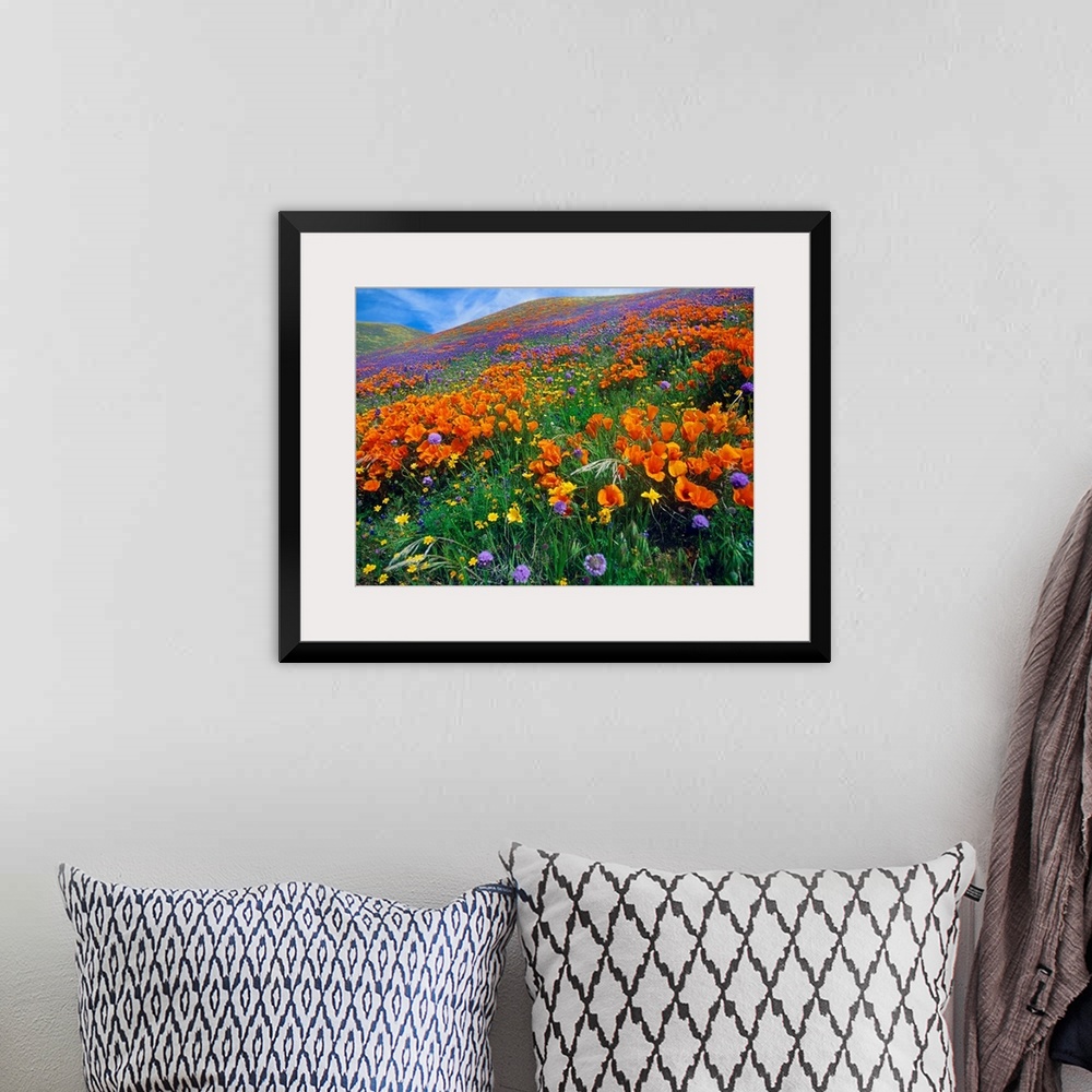 A bohemian room featuring This photograph is a color landscape of California Poppies (Eschscholzia californica) and other b...