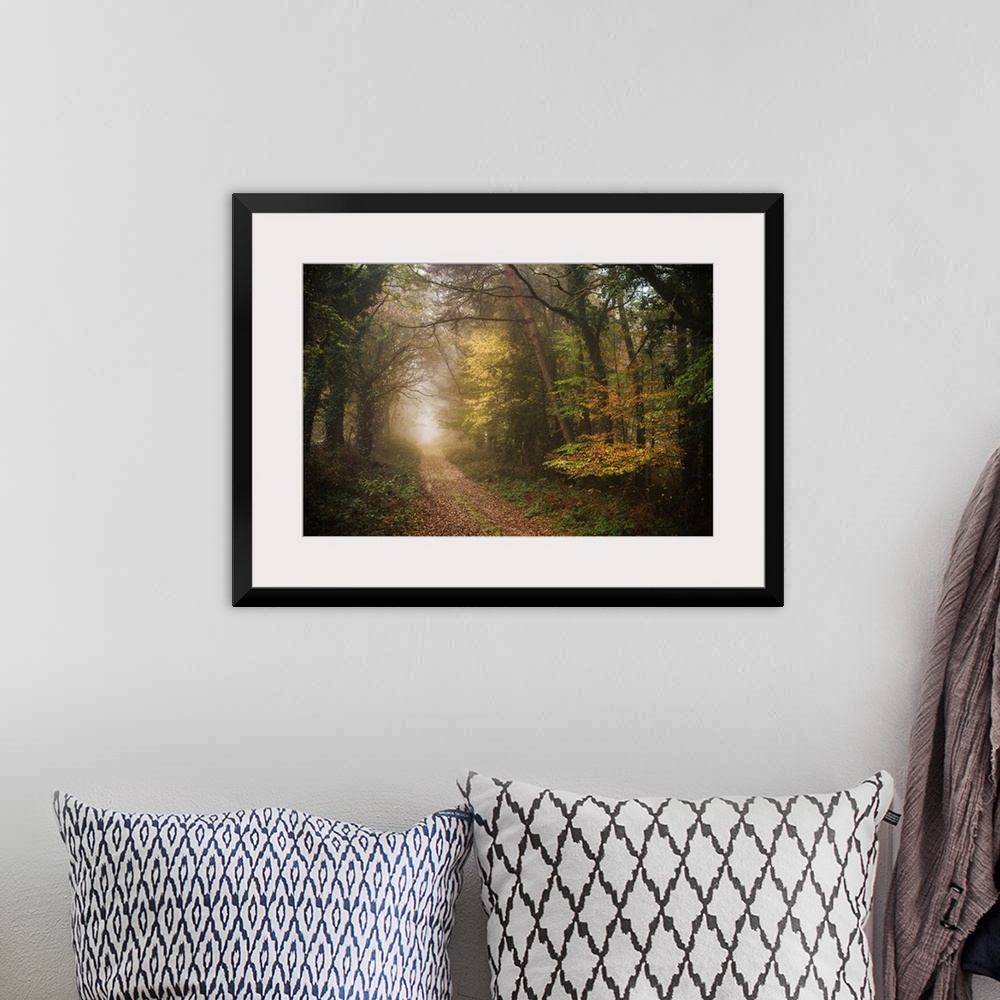 A bohemian room featuring Foggy path in a dense forest in fall colors.