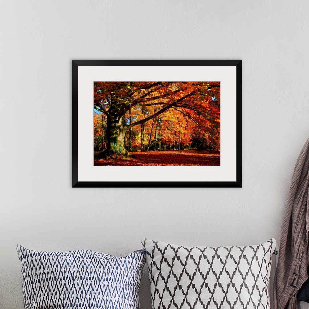 A bohemian room featuring Big photograph that showcases a forest filled with trees going through the color changes of Fall.