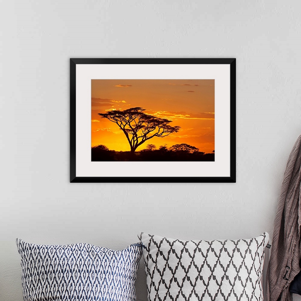 A bohemian room featuring A dark tree stands out from the African savannah as the sun sets behind it and outlines the cloud...