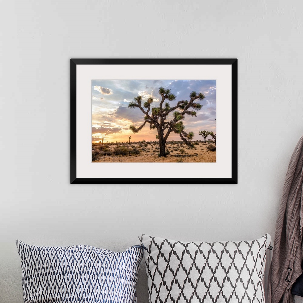 A bohemian room featuring View of a large Joshua tree and desert vegetation after dawn in California.