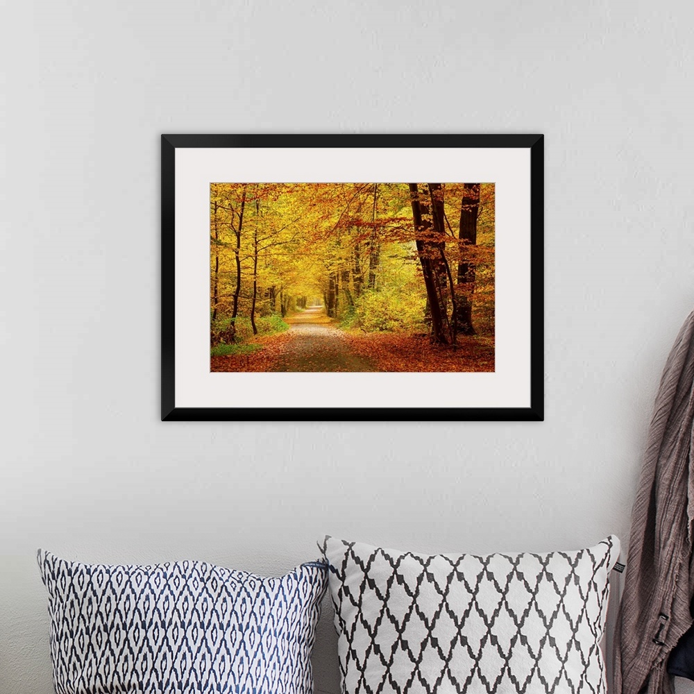 A bohemian room featuring Pathway in the autumn forest
