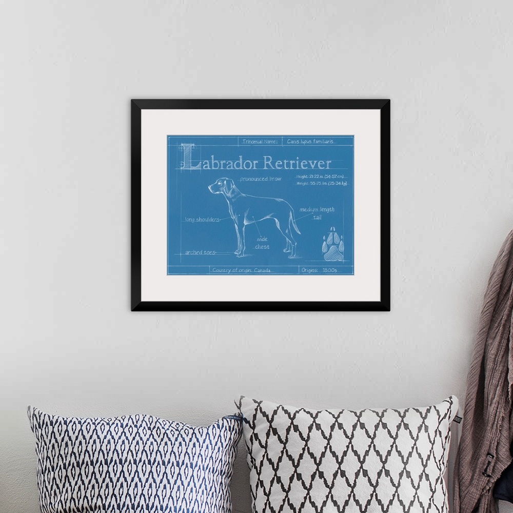 A bohemian room featuring "Blueprint" illustration showing the parts of a Labrador Retriever dog.