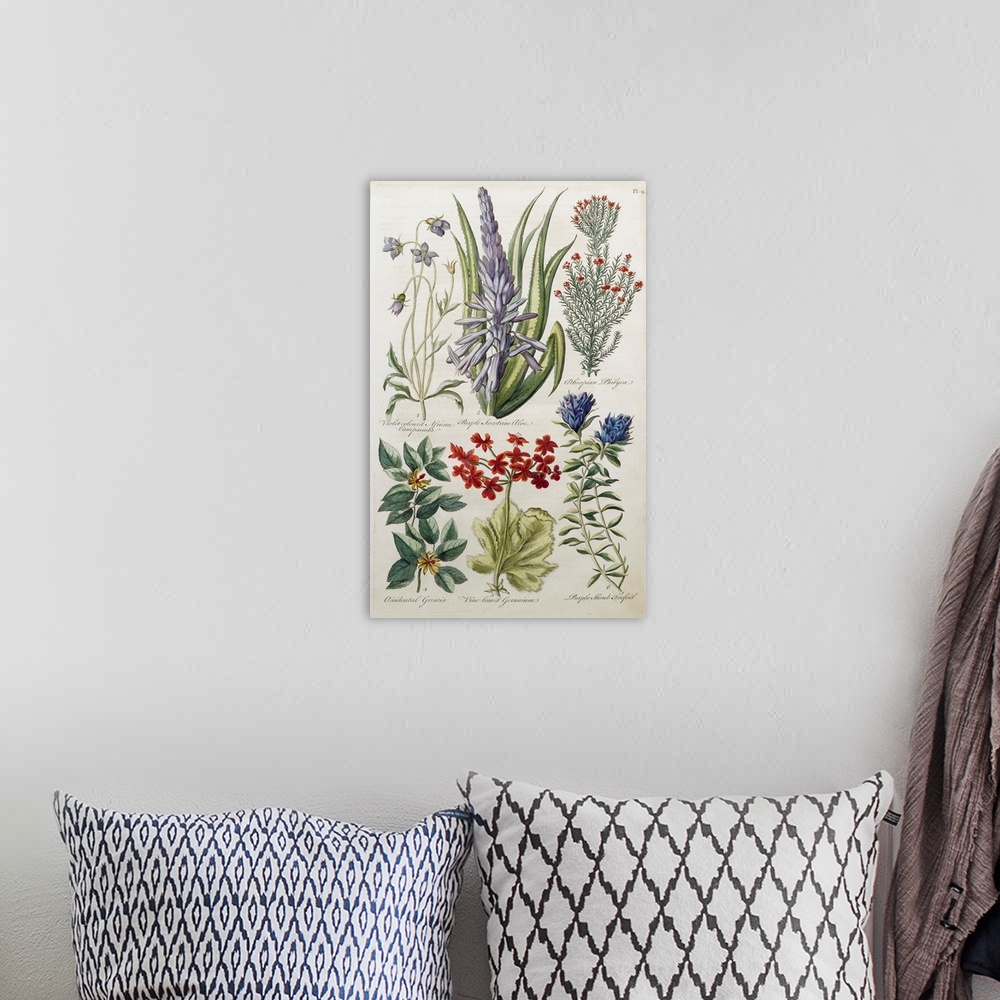 A bohemian room featuring Botanical Print Of Various Flowers By J. Hill