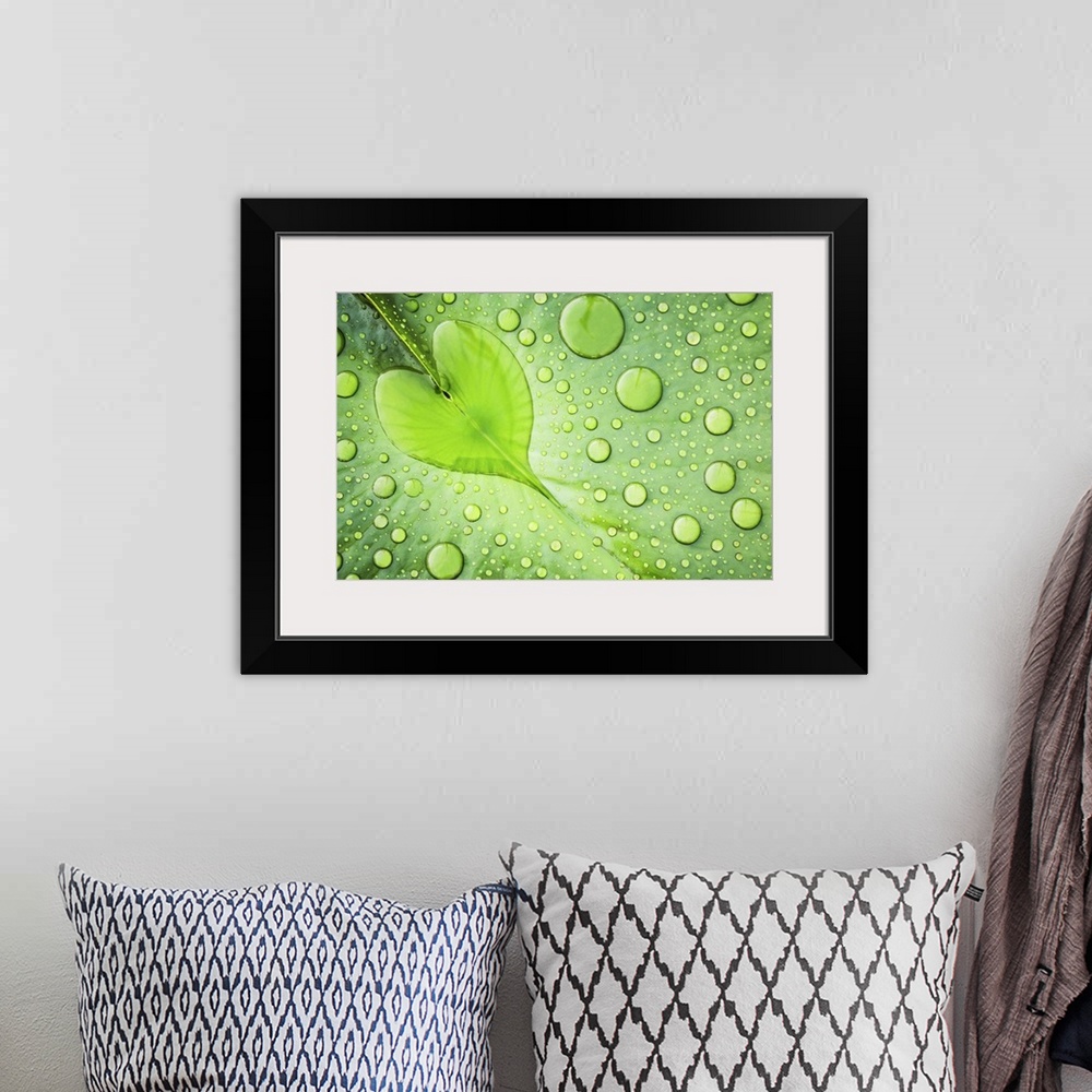 A bohemian room featuring Macro photograph of a leaf with a dew drop in the shape of a heart in the center of the leaf.