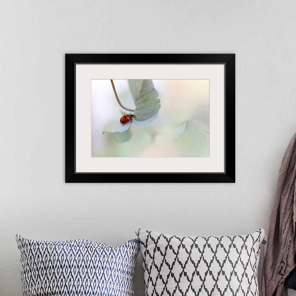 A bohemian room featuring Ladybird On Blue-Green Hydrangea