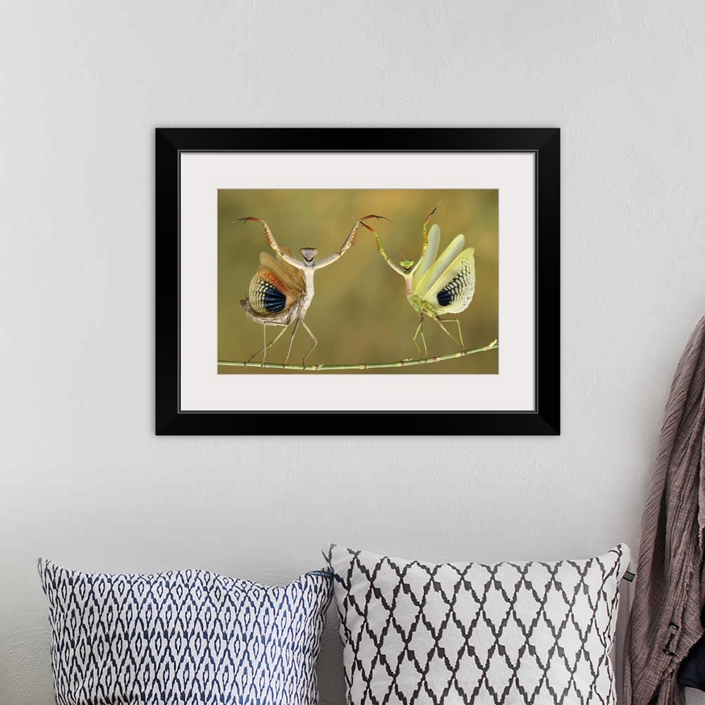A bohemian room featuring Two Praying Mantises raising their forelegs and spreading their wings on a branch.