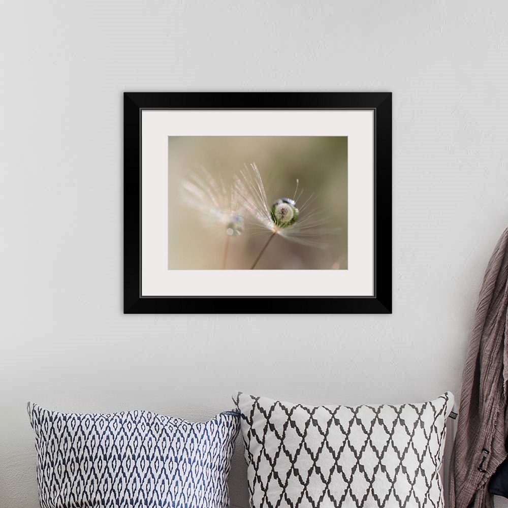 A bohemian room featuring A macro photograph of a wispy flower with water drop resting gently on it.
