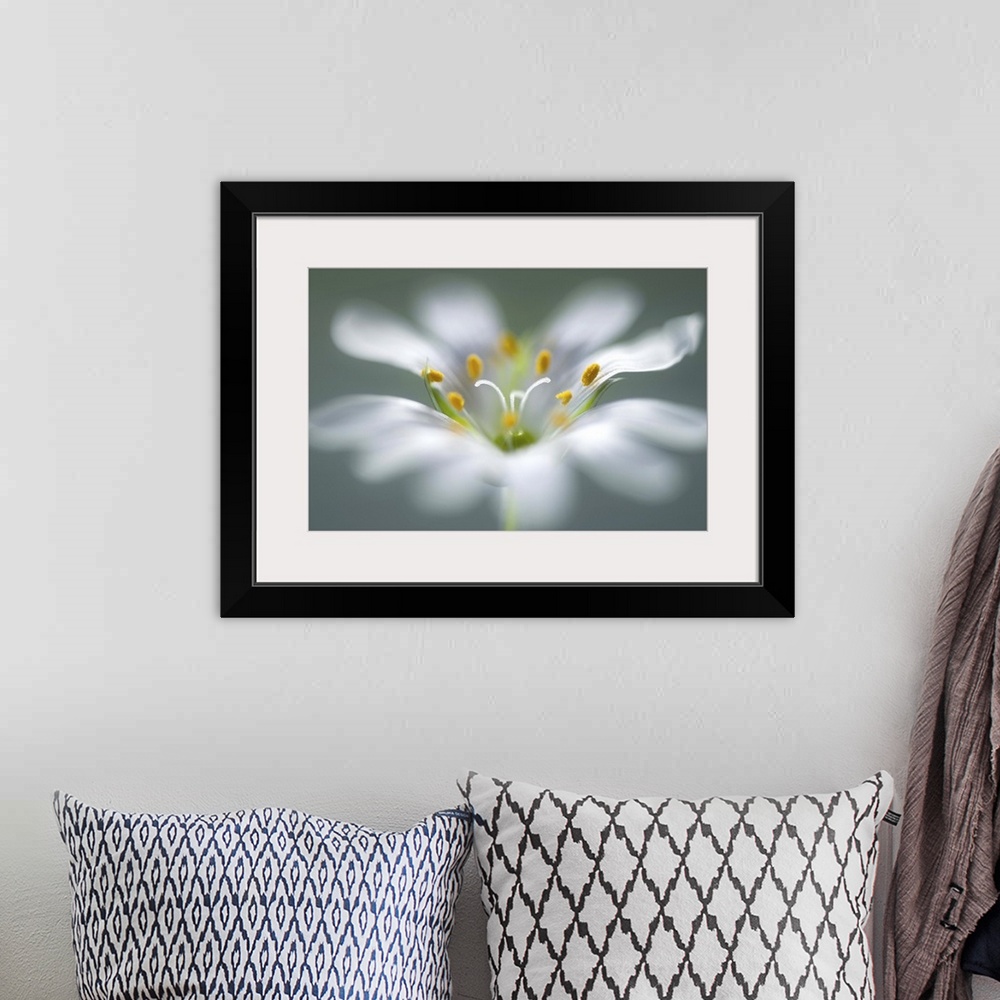 A bohemian room featuring Closeup image of a the stamen in the center of a white flower.