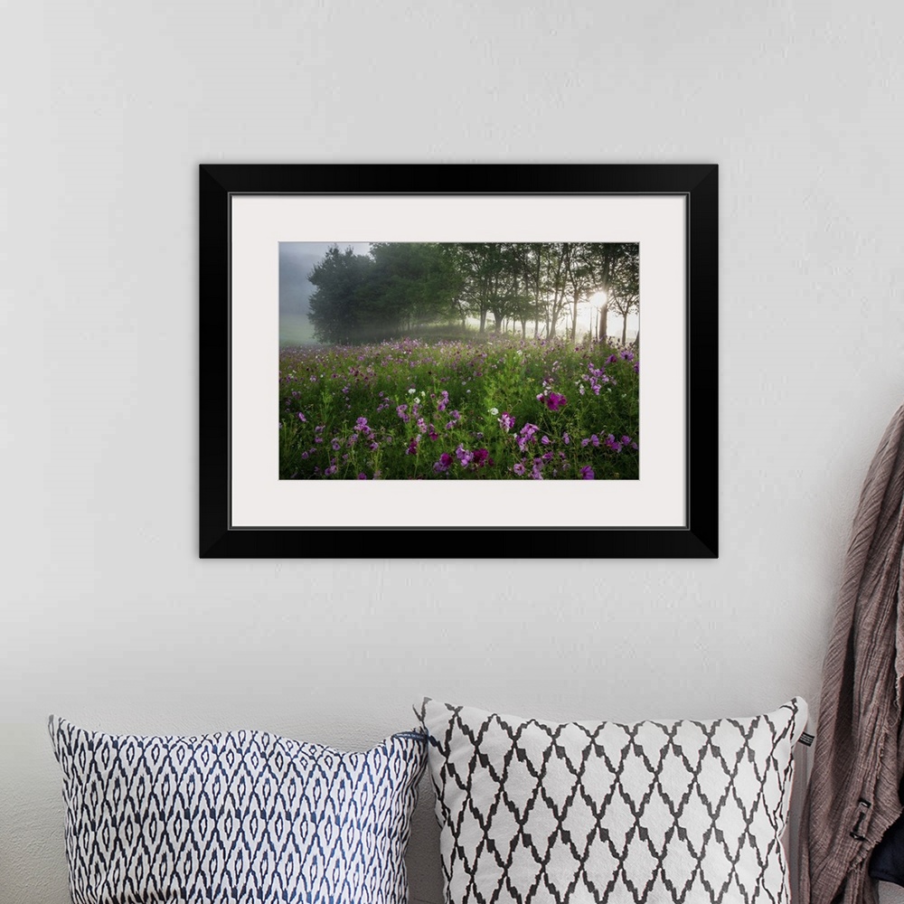 A bohemian room featuring Fine art photo of a field of pink flowers with morning sunlight shining through the trees.