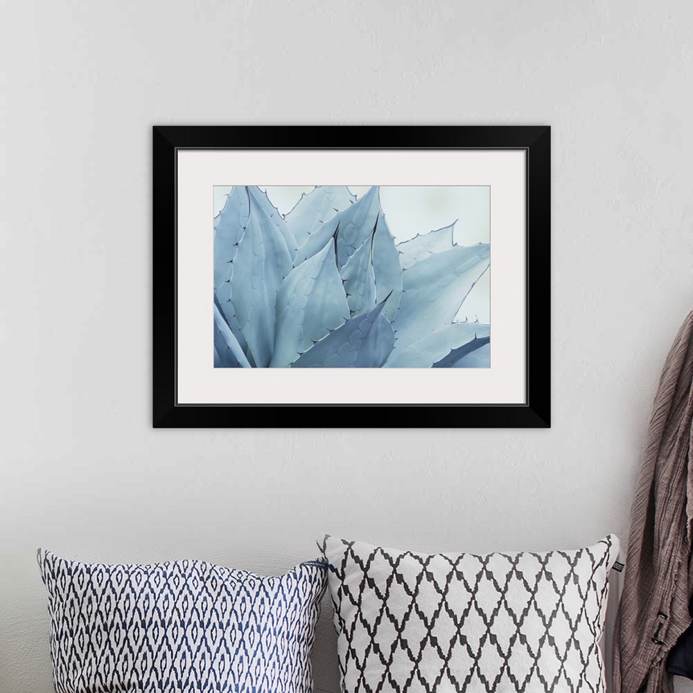 A bohemian room featuring Close up photo of the pointed leaves of a succulent plant.