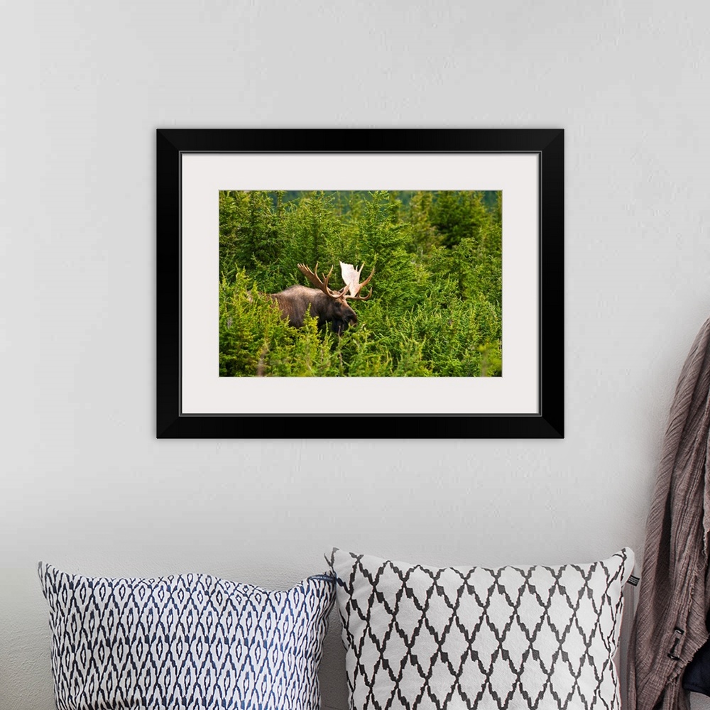A bohemian room featuring A bull moose in rut standing in a wooded area near Powerline Pass in Chugach State Park on a fall...