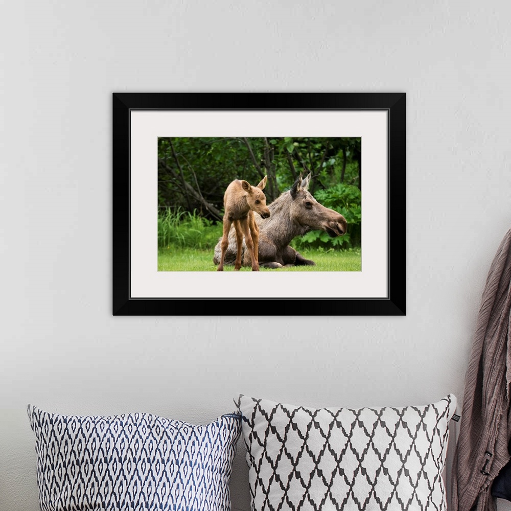 A bohemian room featuring A cow moose (alces alces) relaxes on a lawn with her calf; Anchorage, Alaska, United States of Am...