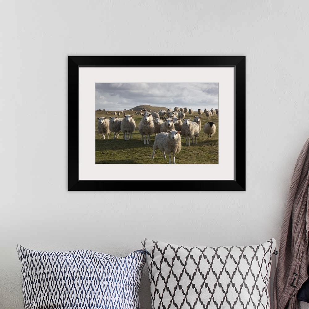 A bohemian room featuring A Flock Of Sheep In A Field, Northumberland, England
