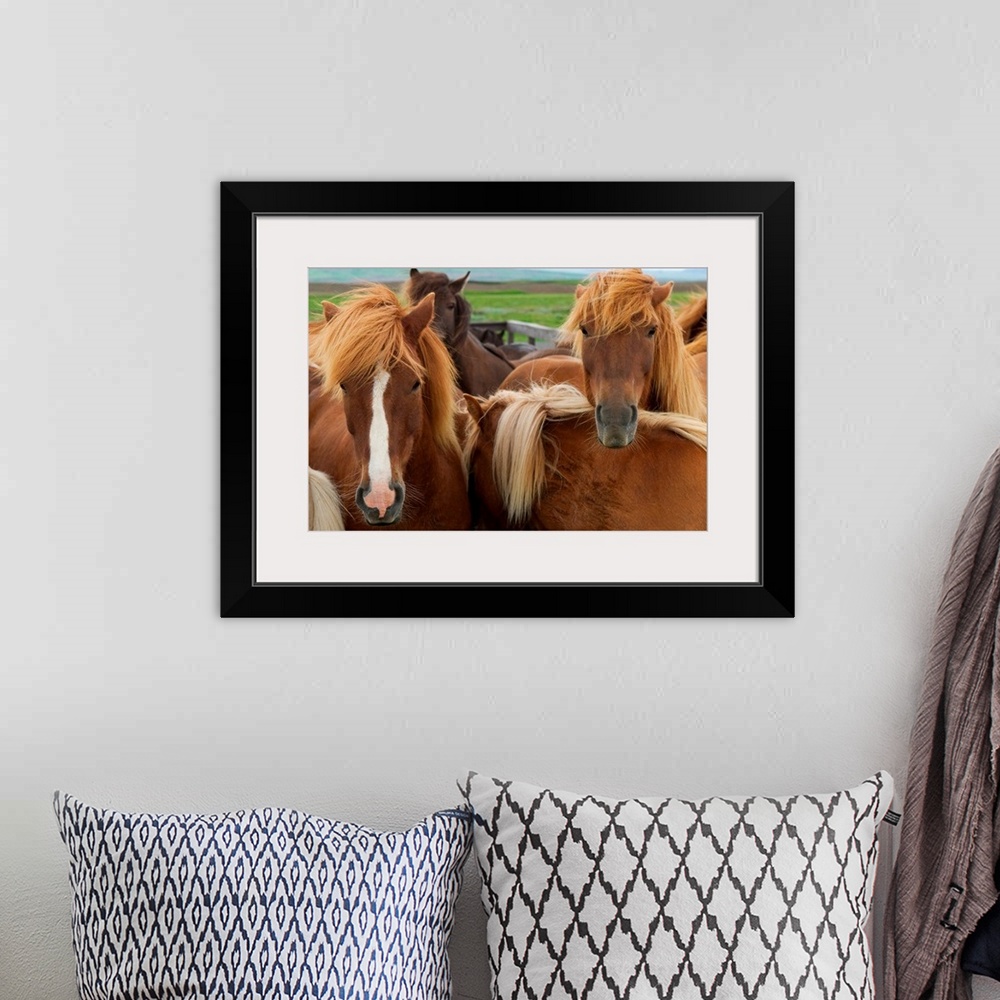 A bohemian room featuring From the National Geographic Collection a close up photograph of shaggy northern climate horses.