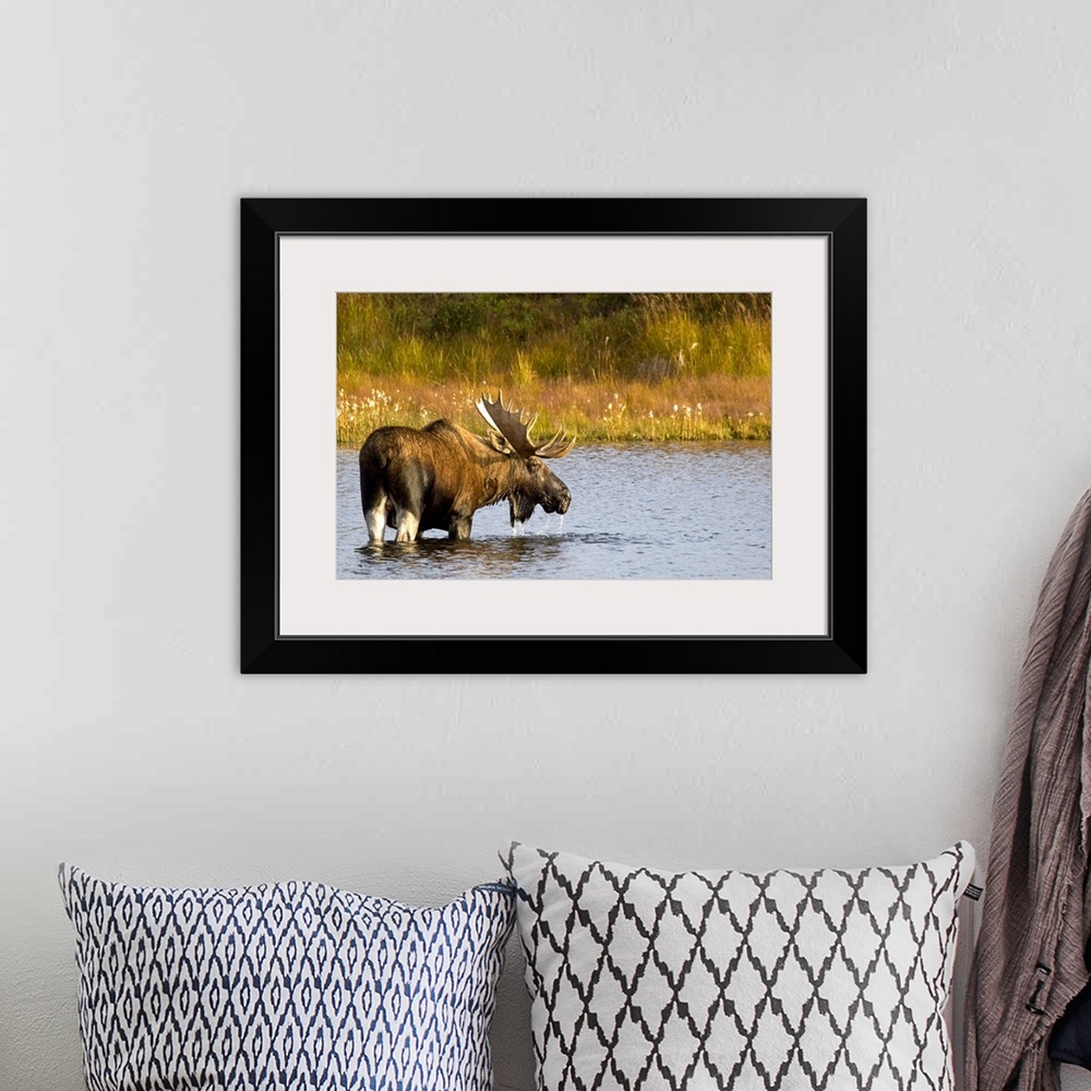 A bohemian room featuring This Alaskan wall art is a moose that is looking back at the camera as he crosses water to reach ...