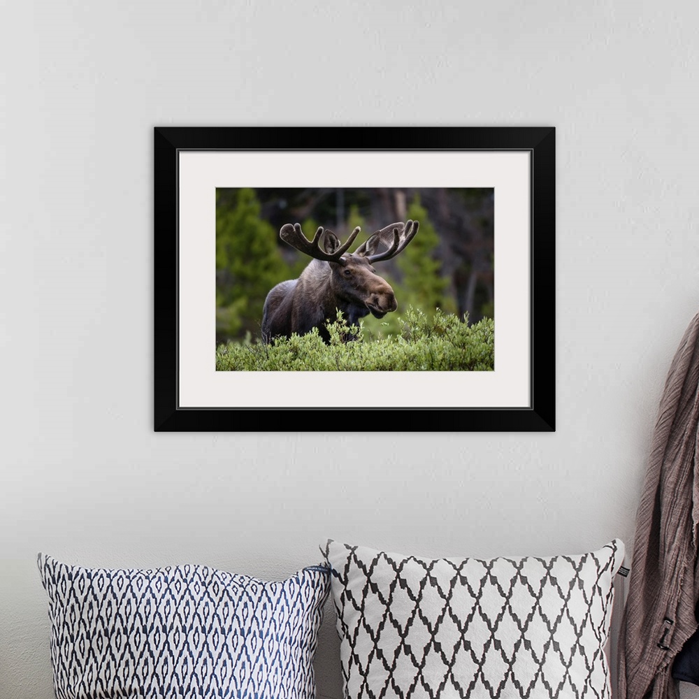 A bohemian room featuring A moose (Alces alces) stands by lush foliage in the Rocky Mountains; Colorado, United States of A...