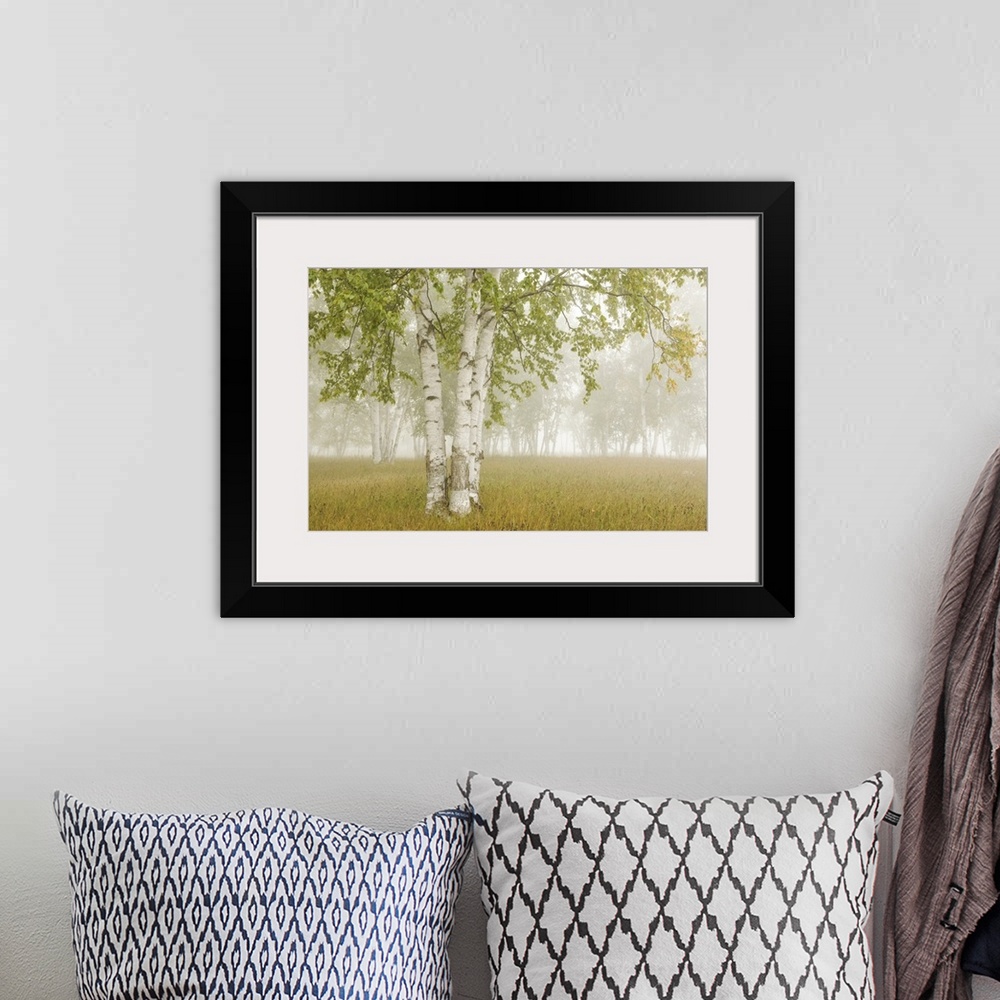 A bohemian room featuring Birch Trees In The Fog; Thunder Bay, Ontario, Canada