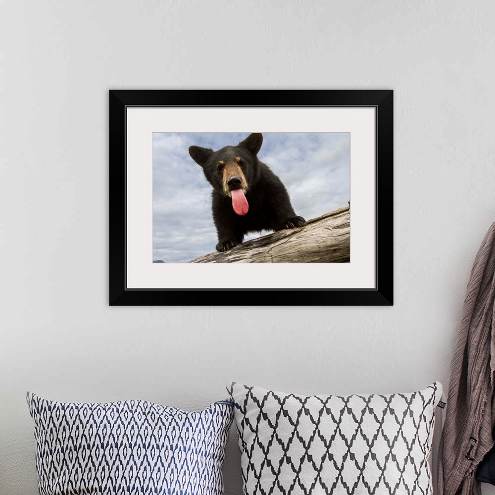 A bohemian room featuring Black bear cub (ursus americanus) with its tongue out, captive in Alaska Wildlife Conservation Ce...
