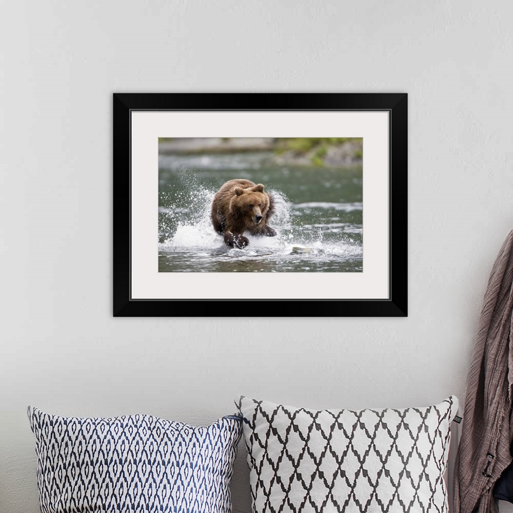 A bohemian room featuring Big horizontal photograph of a large brown bear splashing while chasing a fish through a shallow ...