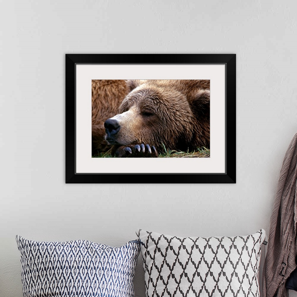 A bohemian room featuring Photograph of bear sleeping with its head resting on its huge clawed paw.