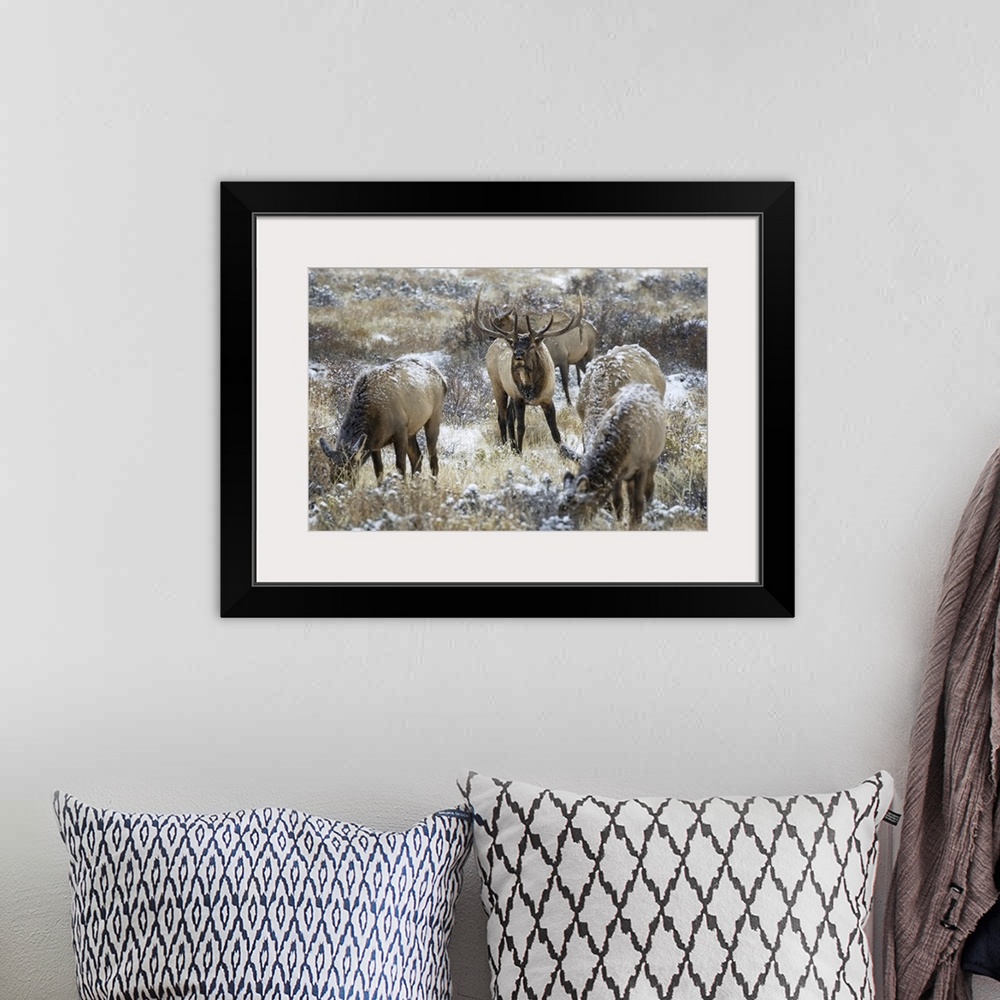 A bohemian room featuring Bull elk (cervus canadensis) grazing in the light snow-cover, steamboat springs, Colorado, united...