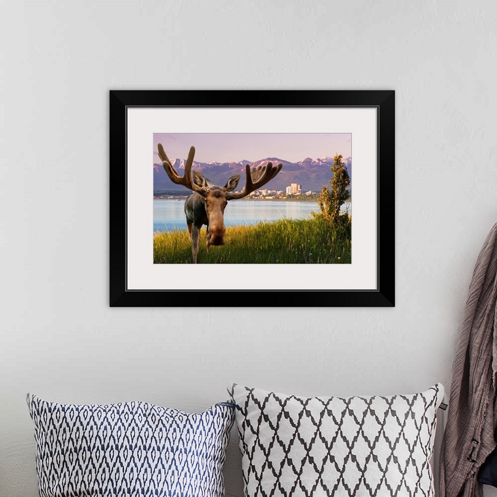 A bohemian room featuring Bull Moose Standing In Front Of View Of Anchorage Skyline, Alaska
