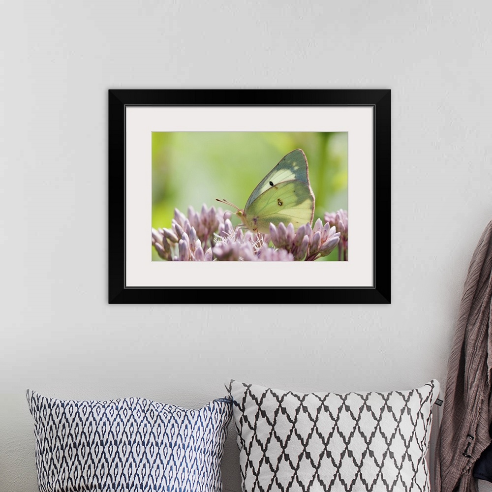 A bohemian room featuring A female clouded or common sulfur butterfly, Colias philodice, pollinating Joe pye weed flowers, ...