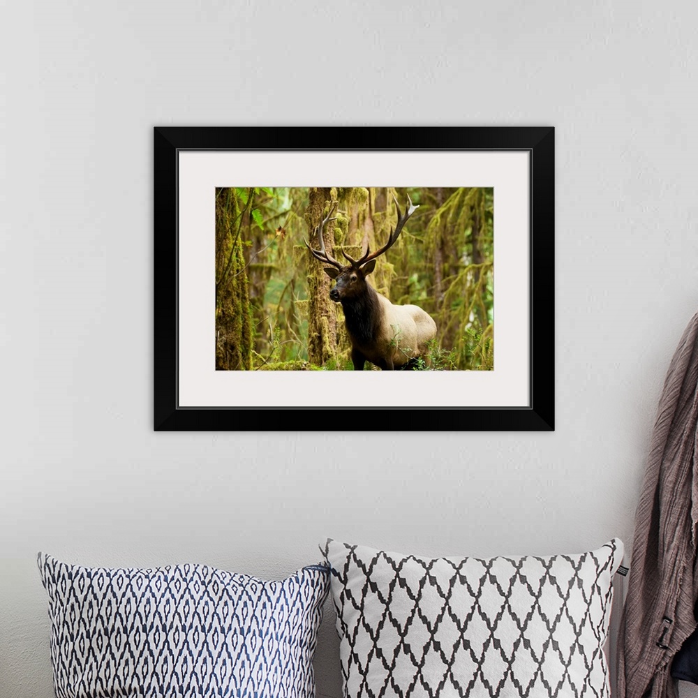 A bohemian room featuring Close up of a bull Roosevelt elk in the Hoh rainforest, Olympic Peninsula, Washington