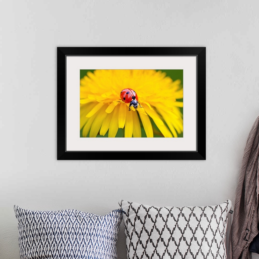 A bohemian room featuring Close-up of a ladybug crawling on a petal of a yellow blossom, Oregon, united states of America.