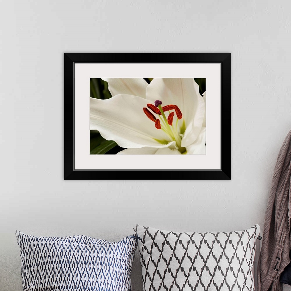 A bohemian room featuring Close up of a large white lily.