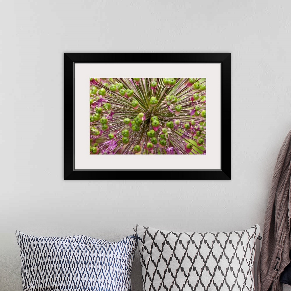 A bohemian room featuring Close up of an allium plant, flowers, buds, and water drops.