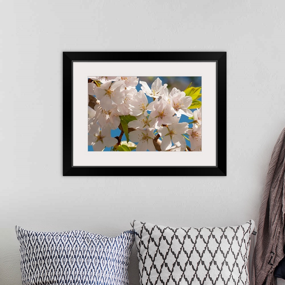 A bohemian room featuring This nature photograph is a close up of pale flower blossoms on a tree.