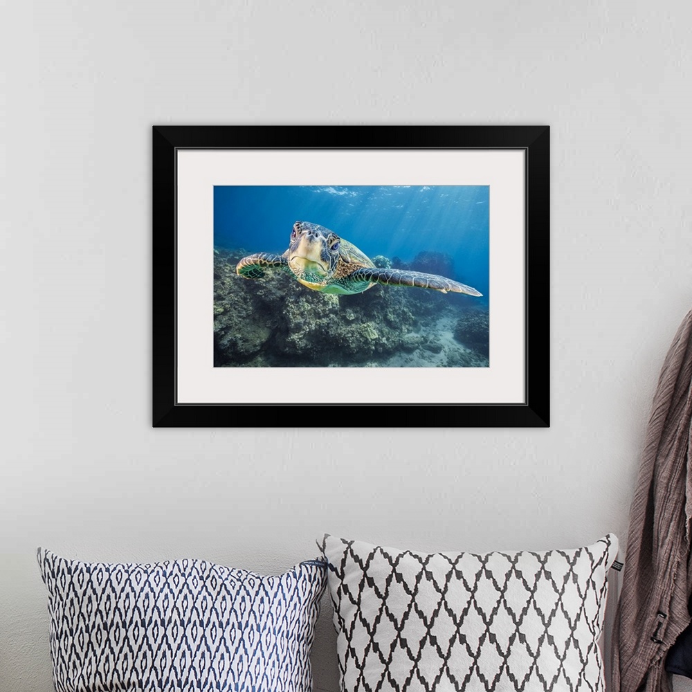 A bohemian room featuring Close-up portrait of a Green Sea Turtle (Chelonia mydas), an endangered species, underwater off W...