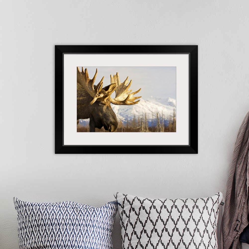 A bohemian room featuring Up-close photograph of moose with snow covered mountains in the background.