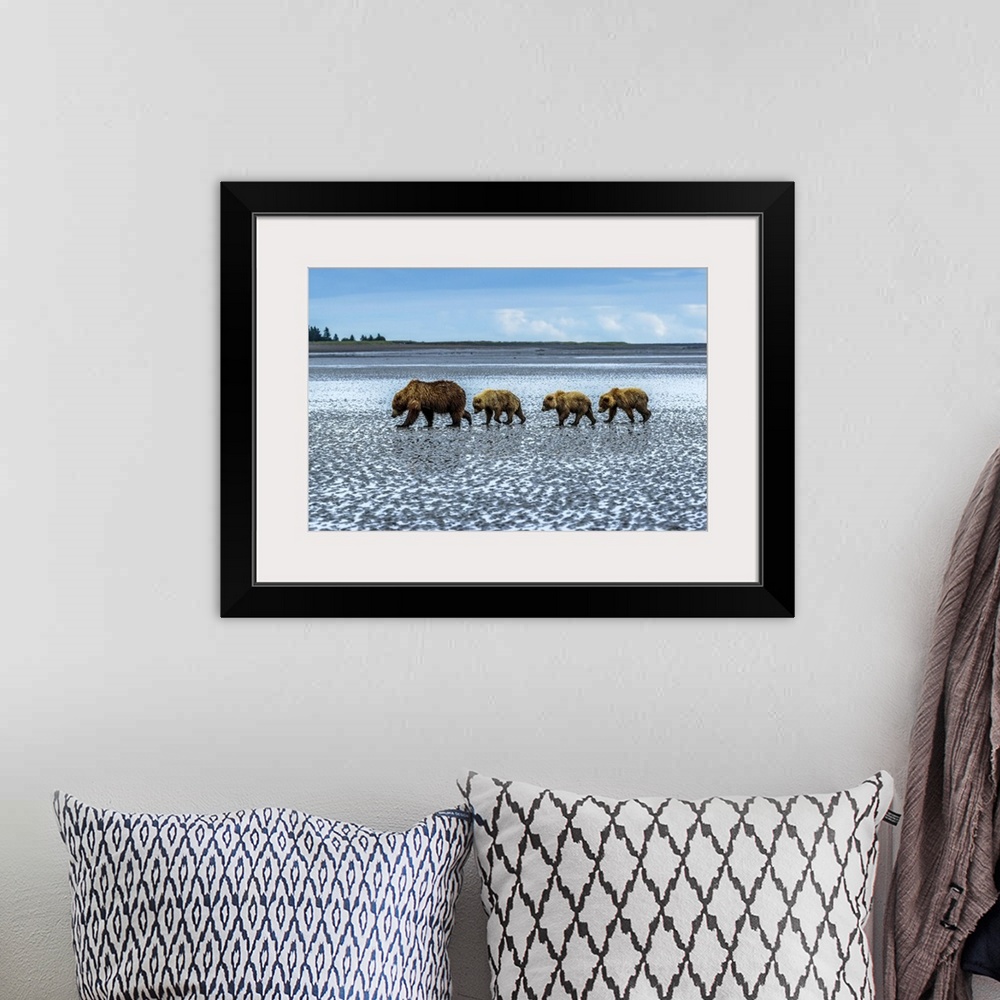 A bohemian room featuring Coastal brown bears, Ursus arctos, walking across a tidal flat after digging and eating clams at ...