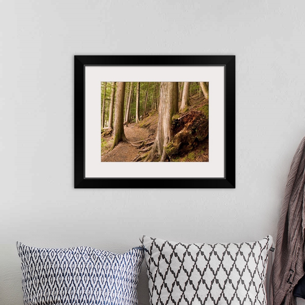 A bohemian room featuring Forest Pathway, Whistler, British Columbia